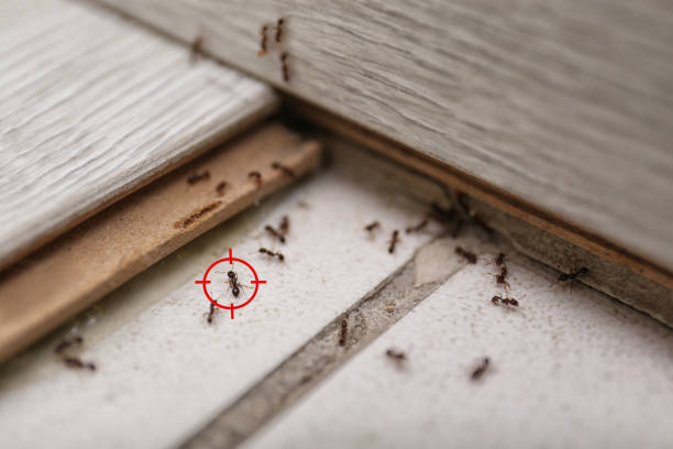 Trusted Murphys, CA Pest Control Experts