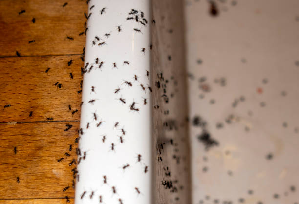 Best Wildlife Control Services  in Murphys, CA