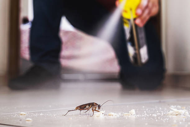 Best Flea Control Services  in Murphys, CA